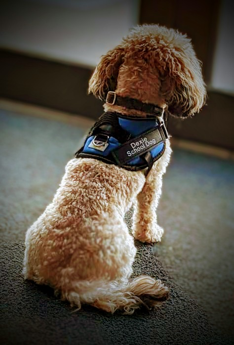 HurstStNicholas's tweet photo. Thank you to the Dogs Trust who came into school to speak to the children about being respectful and safe around dogs as well as understanding doggy language. Dexie definitely gives this the paws up 📷 #respect https://t.co/bSnJQ8TiZ9