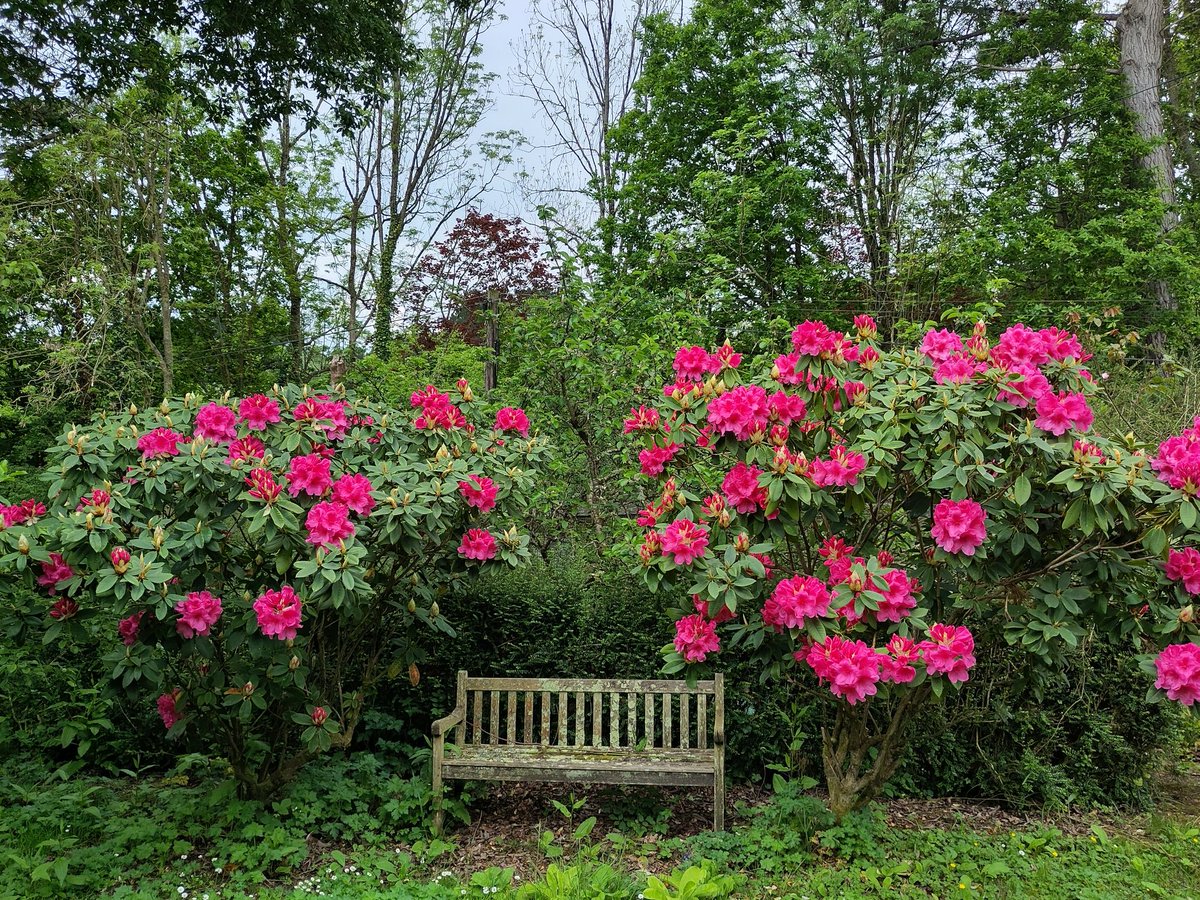 I love this space in my garden #GardensHour