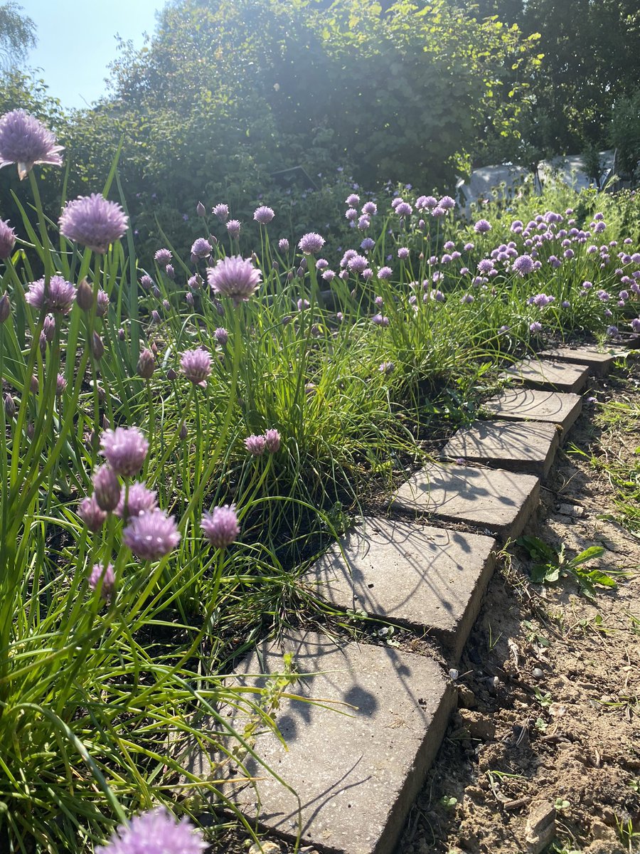 The chive path. @GardensHour #GardensHour #GardenersWorld