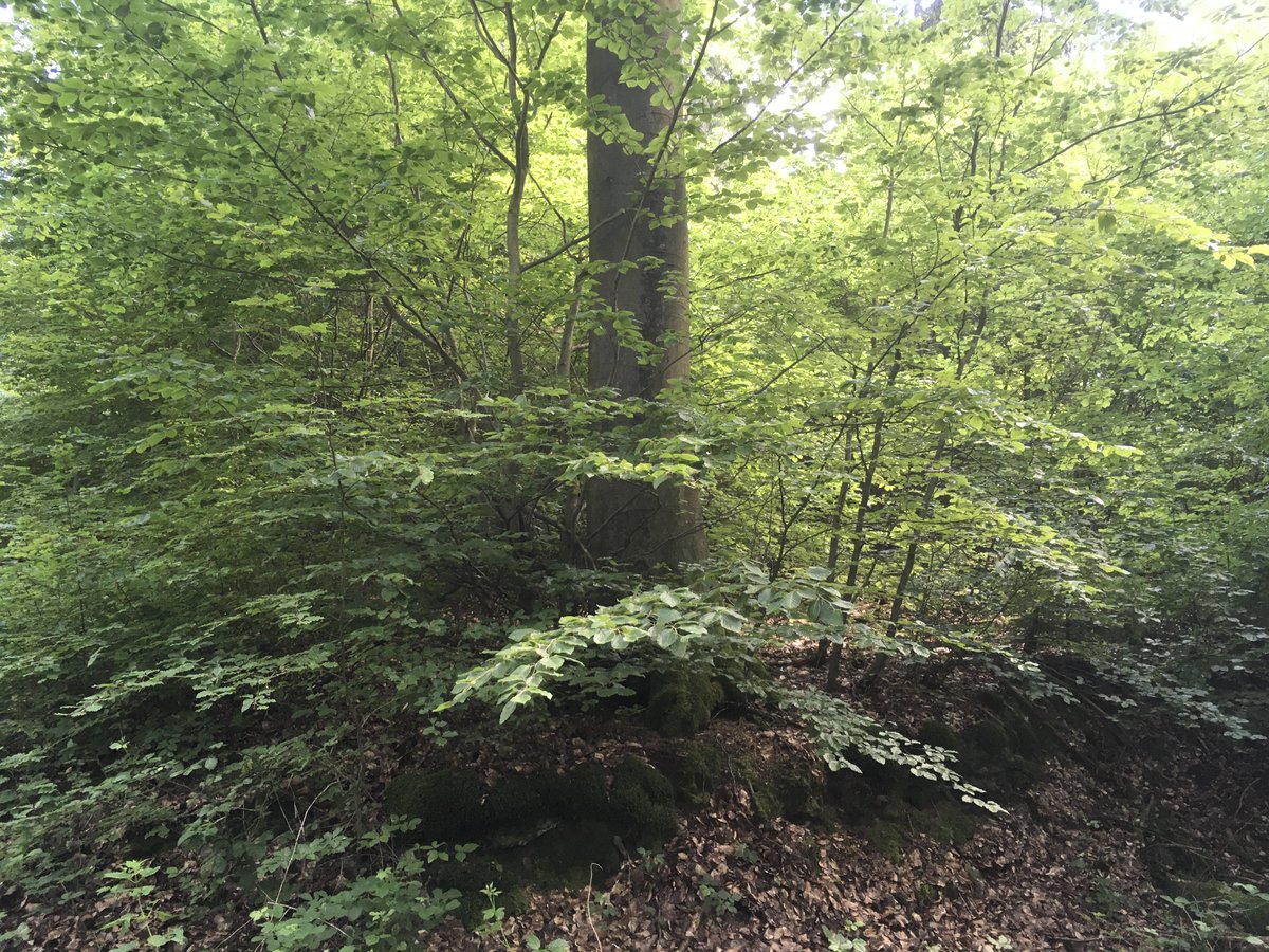 Wanderung am Pfingstmontag im #Odenwald. Lauter gesunde und kräftige Bäume mit viel Naturverjüngung wie hier am Hartenbühl in #Schriesheim / #Dossenheim bei #Heidelberg. WKAs haben in intakten Wäldern nichts verloren.
#Windkraft