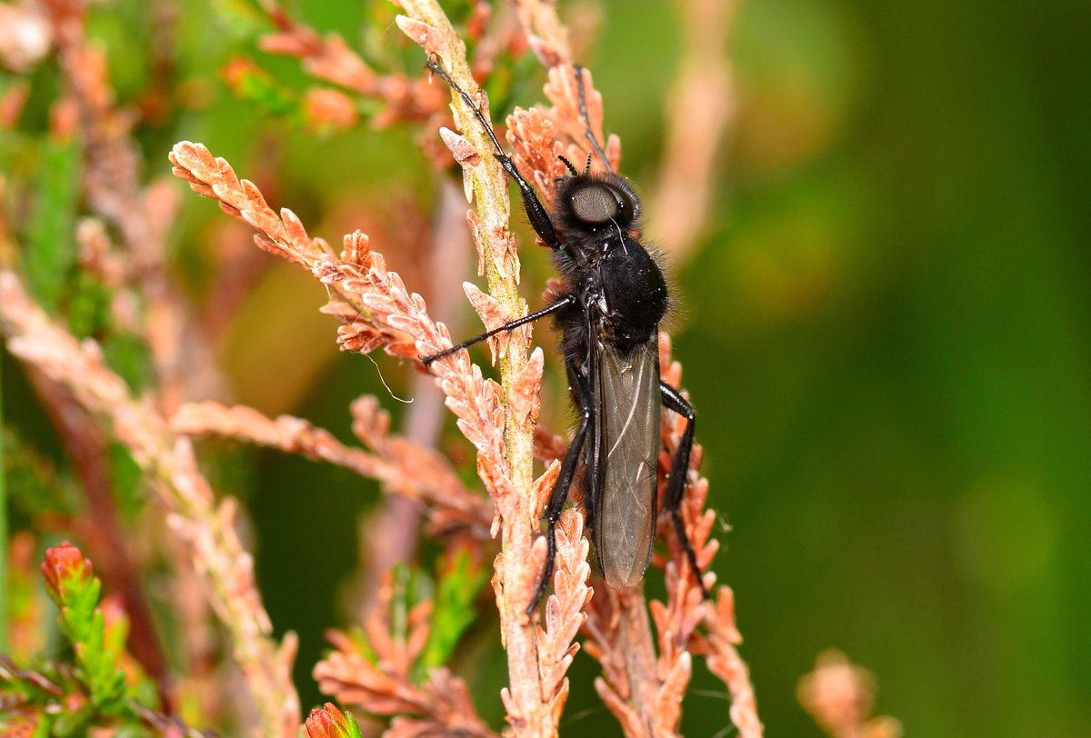 St Mark's fly (Bibio marci) aka hawthorn fly seen roosting on heathers in Leadburn Community Woodland south of Penicuik. #Bibio