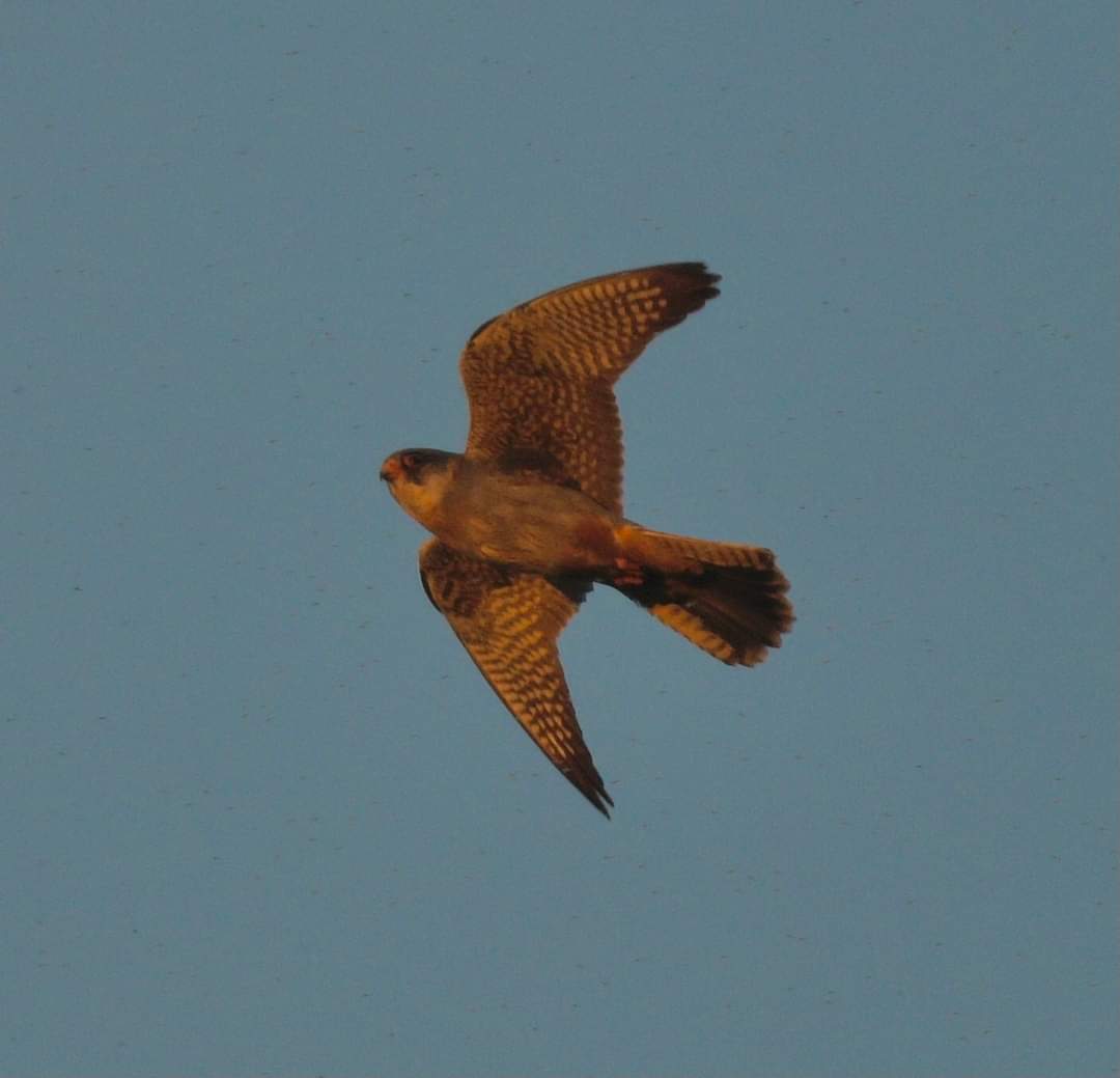 Harry Hedgehog tweet media