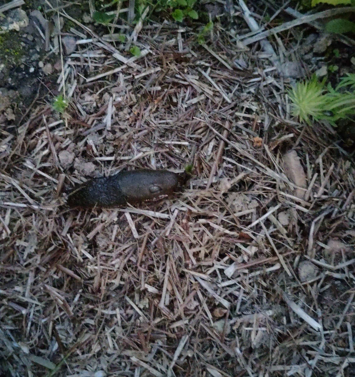 On my evening round through the garden just now, I caught this monster slug  as it was starting to devour the one tiny dahlia shoot (right in front of it) that survived previous slug onslaughts. The strulch all around did not seem to make a difference #GardensHour