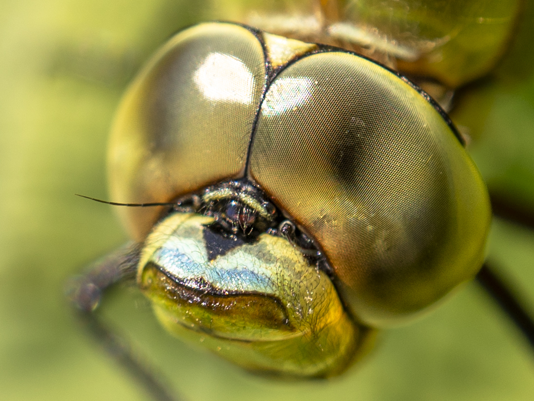 Look at this guy! He lost a wing while hatching this morning. So I took advantage of his extra drying and wing-strengthening time 'til he was strong enough to fly off. Stunning creatures! Bit of a facial hair issue... but sure don't we all! 😬 #dragonfly