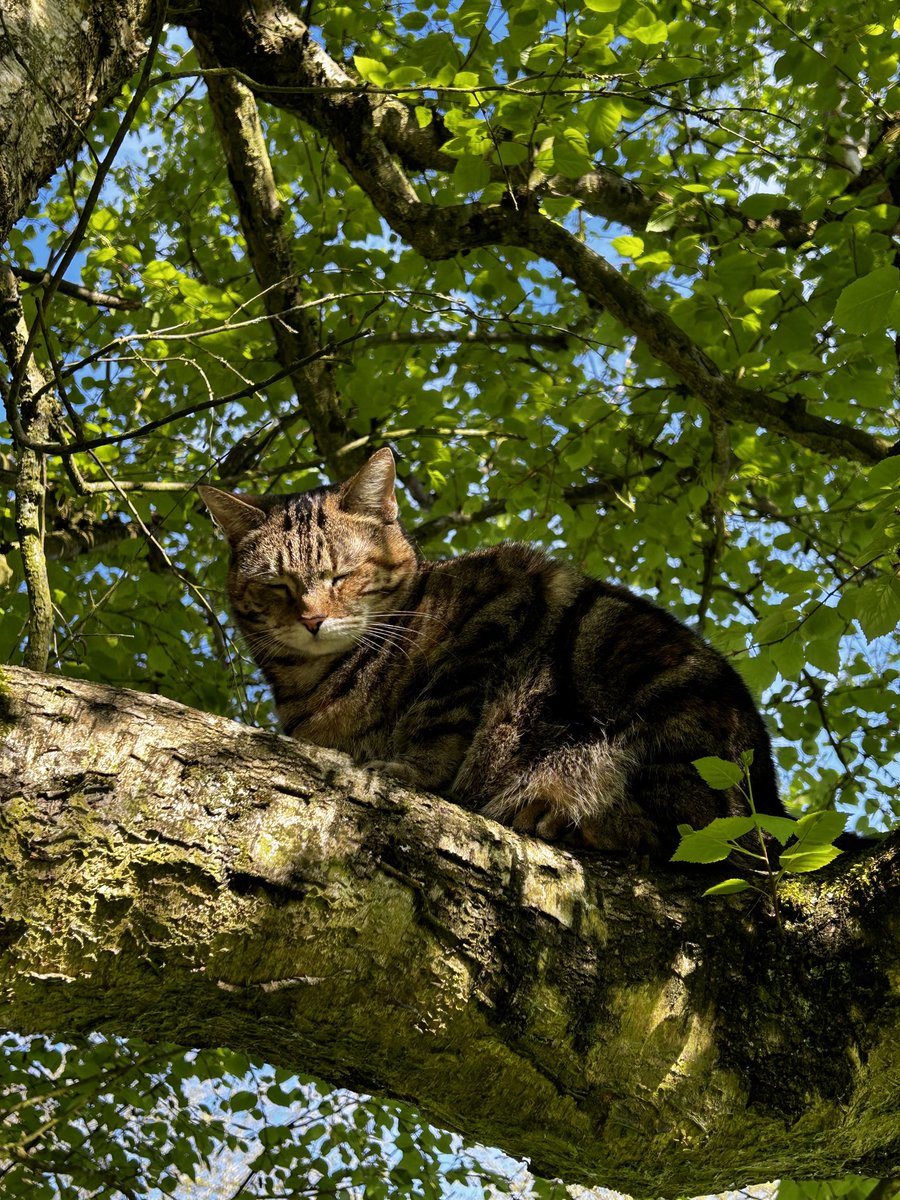 They’ll never find me up here! #kittyloafmonday