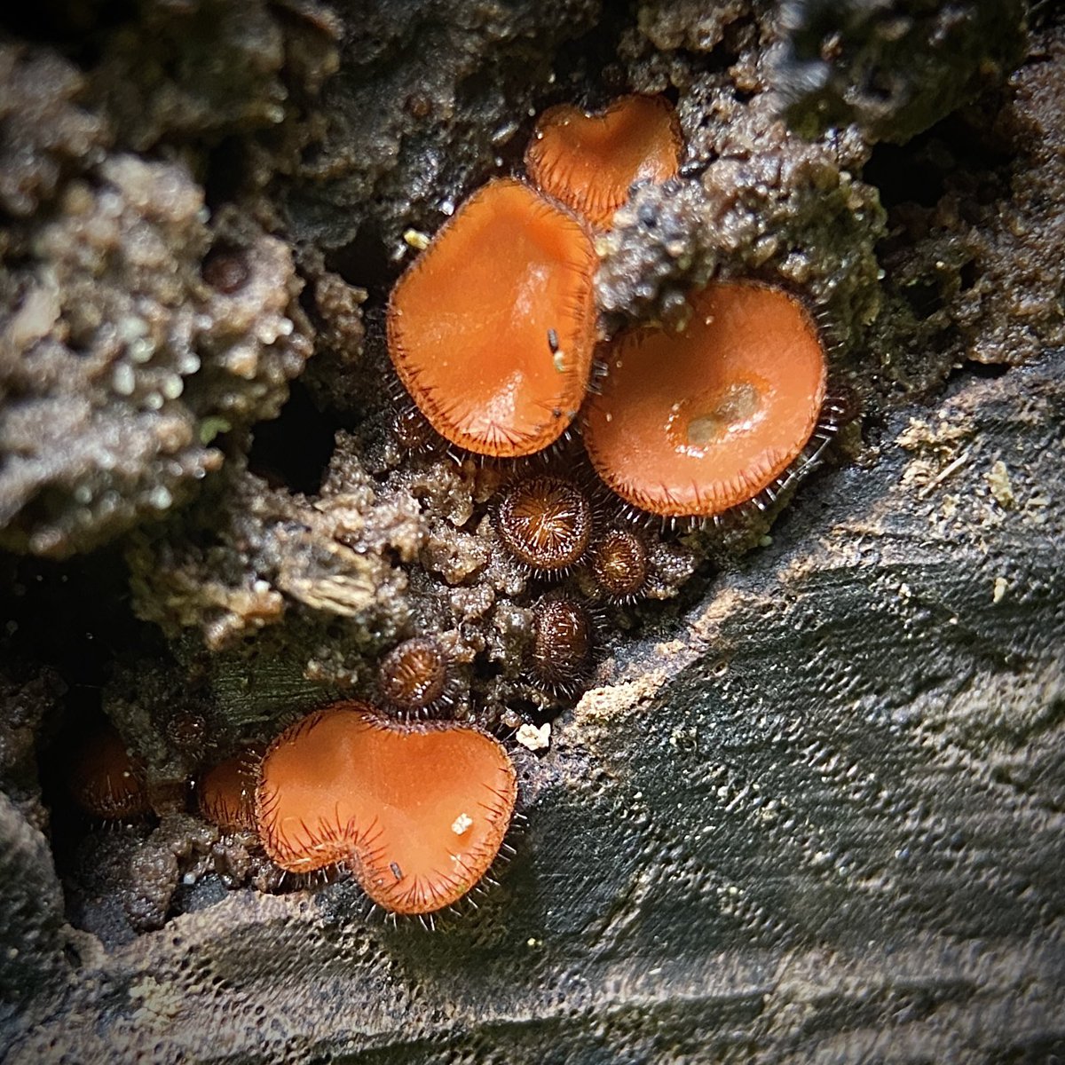 Scutellina scutellata - Eyelash Fungus #MushroomMonday