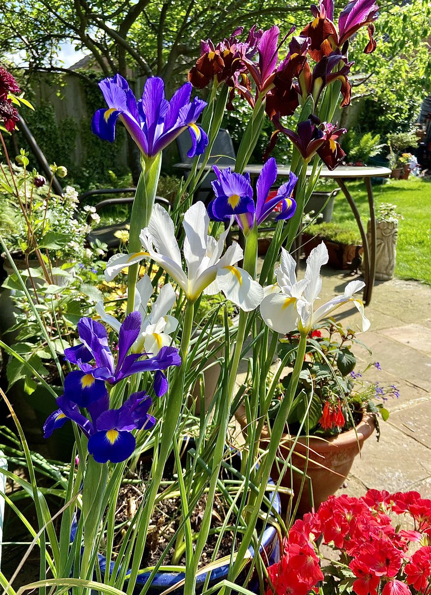 @GardensHour Enjoying the last of the Dutch Iris #gardenshour