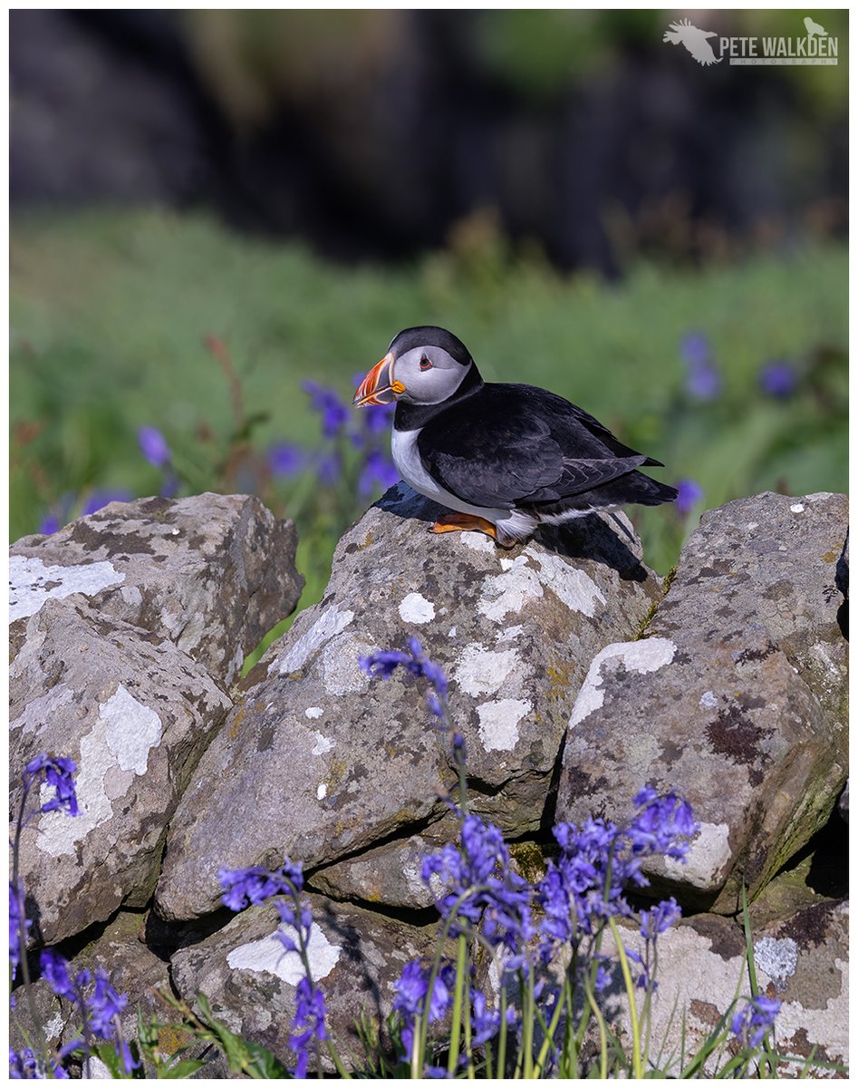 Puffin - perched on an old stone wall. From a fabulous day out on the Isle Of Lunga. #Lunga #Puffin @Turus_Mara #springwatch #Scotland #bluebells