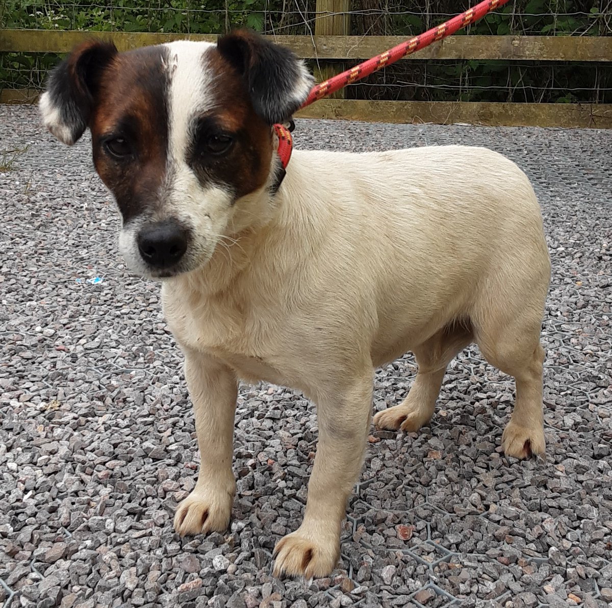 Urgent, please retweet to help find the owner or a rescue space for this stray dog found/abandoned #HIGHWYCOMBE #BUCKINGHAMSHIRE #UK 🆘 Female, Jack Russell Terrier, no collar, chip not registered, found 16 May. Now in a council pound, her 7 days are nearly up. Please share