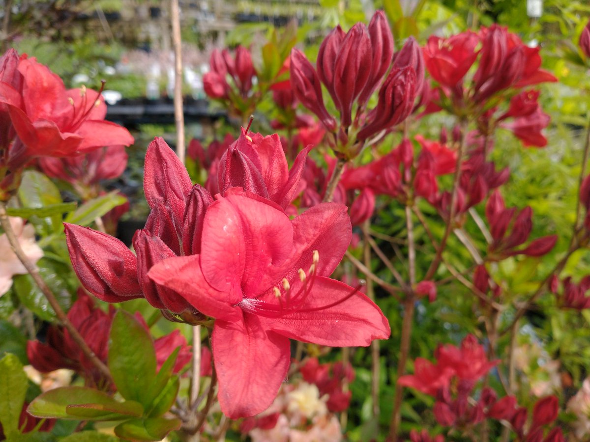 A few deciduous azaleas for #gardenshour Homebush , Gibraltar , Anneke and Nabucco 😊 #flowers #blooms #FlowersOfTwitter #FlowersOnX