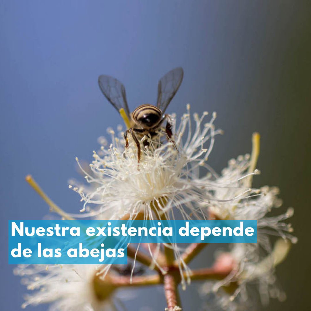 🌺 Nuestra existencia depende de las abejas. Aumentan la producción de alimentos y nos brindan miel. Sin embargo, están amenazadas. En este #DíadelasAbejas, y siempre, compra miel local, evita los pesticidas y toma acción climática para salvarlas.