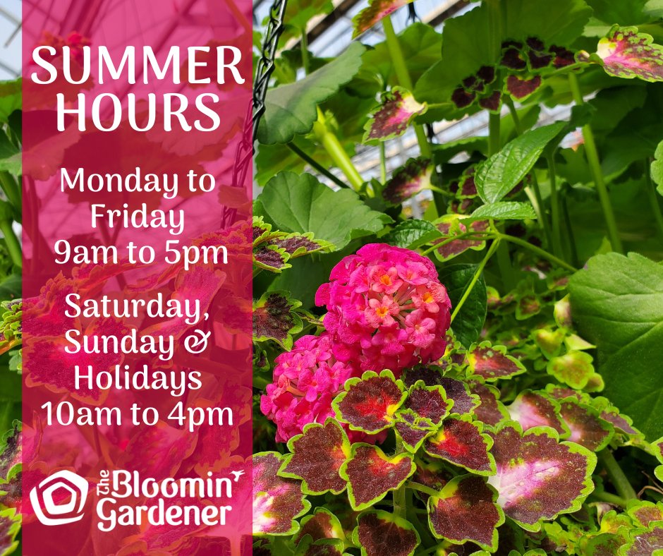 Our new Summer hours are effective immediately.

We are still open 7 days a week for your convenience, but our hours have changed slightly.

Have a great day and we hope to see you soon! 🌺

#thebloomingardener #summerhours #newhours #localgreenhouse #planters