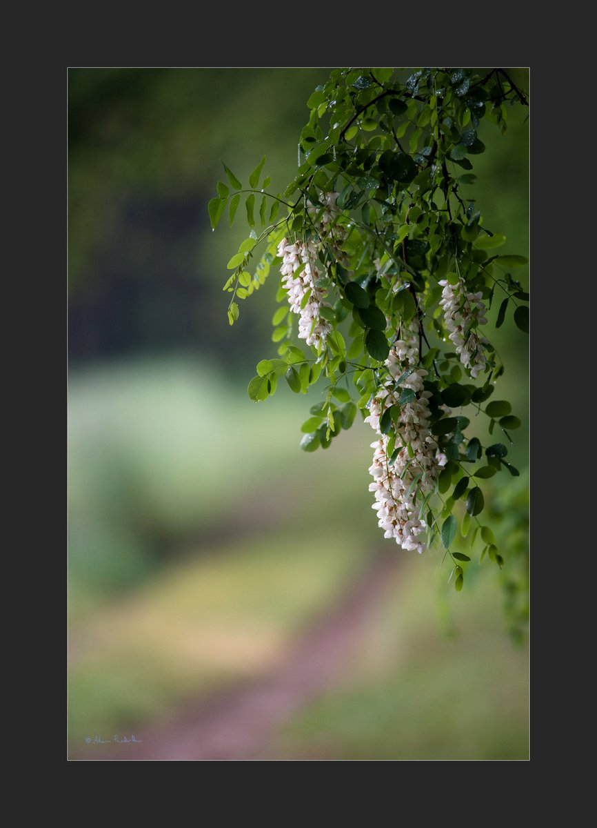 #Spring #Flowers #lasy #light #NaturePhotography #wildlifephotography #forest #自然 #nature #photography #fotografia #puszcza #May #Poland