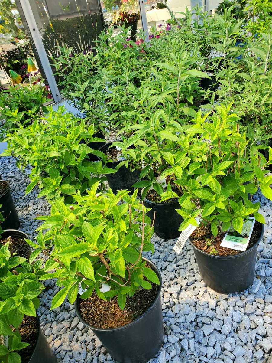 We carry a great selection of shrubs and bushes! 🌳

Open 7 days a week for your convenience. Hope to see you soon.

#thebloomingardener #shrubs #bushes #localgreenhouse #open7days #enhanceyourhome #landscaping #yqgbusiness #YQG