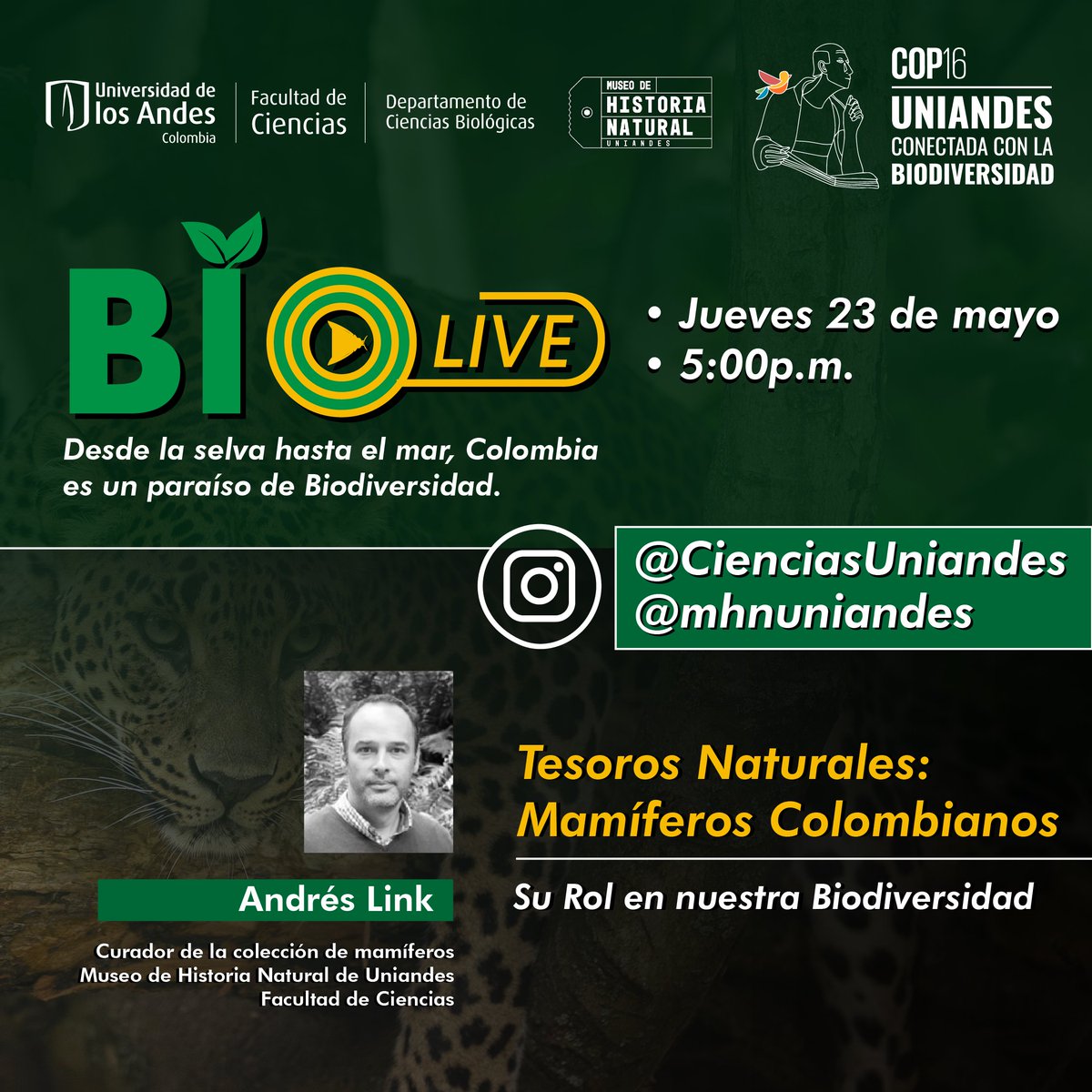 CienciasUAndes's tweet photo. 🐒 Únete a nuestro #BioLive –en el marco de la #COP16 –donde exploraremos la diversidad de mamíferos en 🇨🇴 con Andrés Link, profesor de nuestro Depto. de Ciencias Biológicas, en nuestro Museo de Historia Natural.
👉Transmisión desde Instagram: @cienciasuniandes y @MHNuniandes https://t.co/SM5lFSGVNe