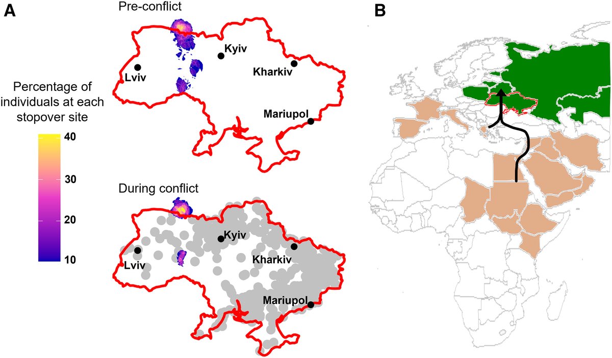 War in Ukraine caused migrating eagles to change course. Read more in @CurrentBiology: cell.com/current-biolog… @Adhamab90 @CJG_Russell