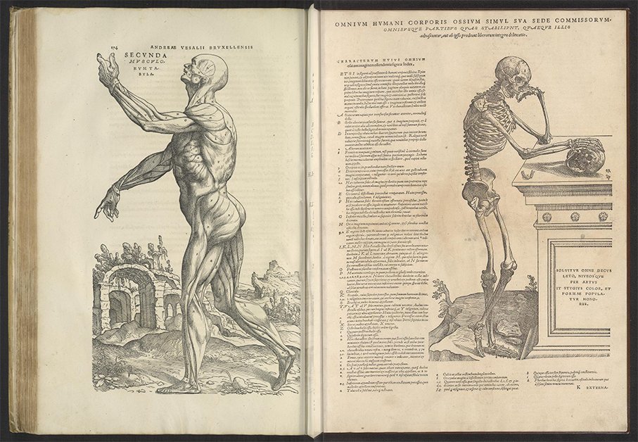 New from the Rare Book Division's Bibliomania blog: The newly digitized, nearly 500-year-old text that placed anatomy at the forefront of medical education for the first time by featuring illustrations & observations informed by human dissection. go.loc.gov/Q9wK50RNZrS