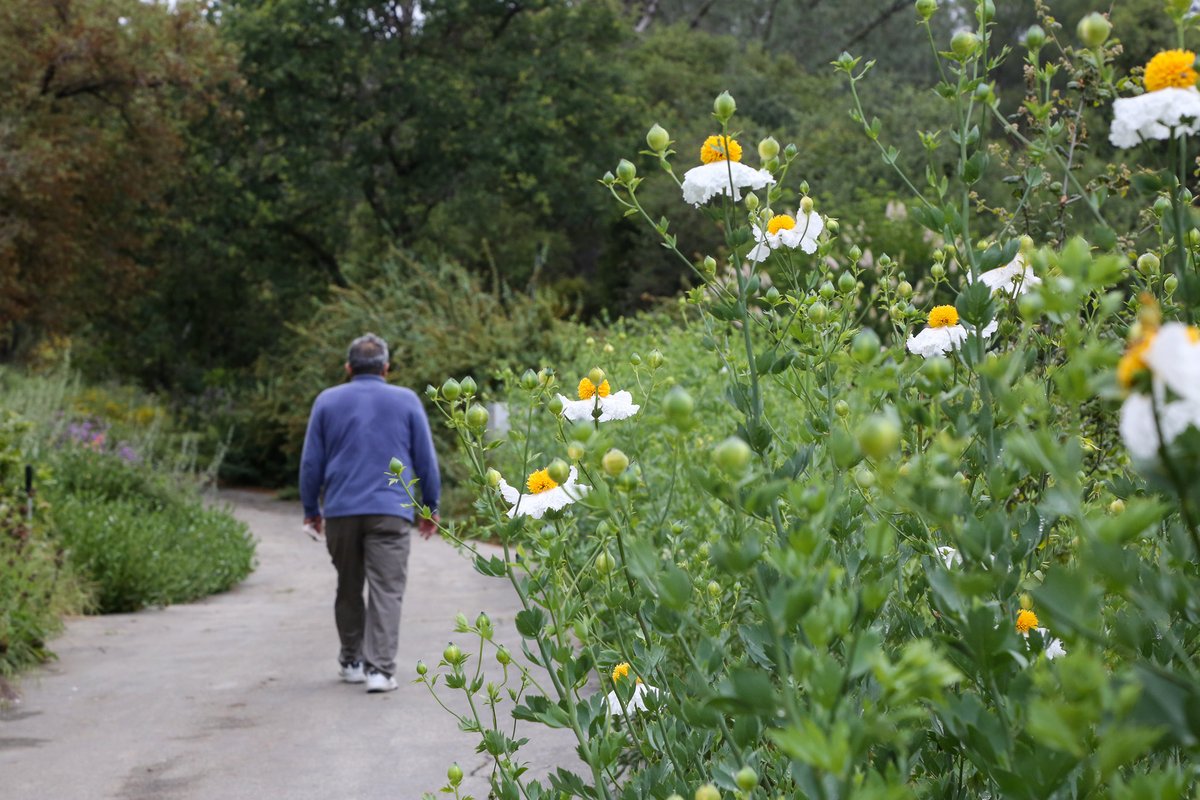 It may be another #Maygray day, but the Matilija poppies are always #sunny side up 🍳 These cheerful #native blooms are delighting visitors with their #friedegg appearance. 

You can catch them flowering over the next few weeks in the CaliforniaGarden 🌼 #ExploreDescanso