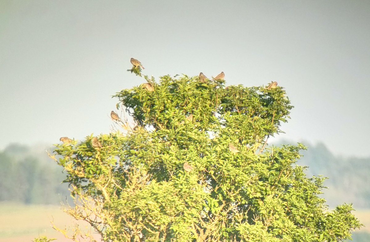 A lovely walk around @CleeveCommon this evening. The highlight being brilliant views of 2 hunting Hobby at point blank range. 16 Corn Bunting, 4 pairs of Stonechat and 2 young seen, 1 Kestrel, endless song of Yellowhammers, Skylarks, Meadow Pipits, Linnets 🙌 #GlosBirds