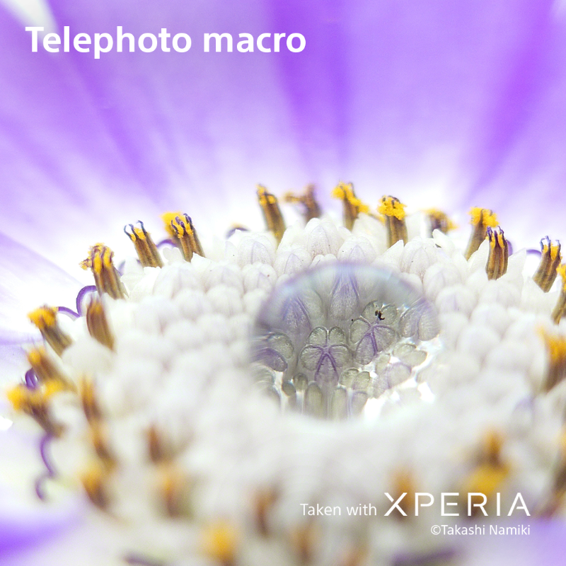 sonyxperia's tweet photo. Welcome to the macro world with the new Xperia 1 VI! 🌎

With its new Telephoto lens to enhance your creative flair, experience astonishing details beyond the level of your naked eye.

#SonyXperia #Xperia1VI #ZoomIntoWonder #TelephotoMacro