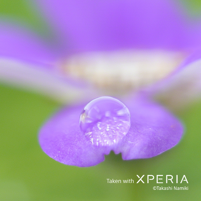 sonyxperia's tweet photo. Welcome to the macro world with the new Xperia 1 VI! 🌎

With its new Telephoto lens to enhance your creative flair, experience astonishing details beyond the level of your naked eye.

#SonyXperia #Xperia1VI #ZoomIntoWonder #TelephotoMacro