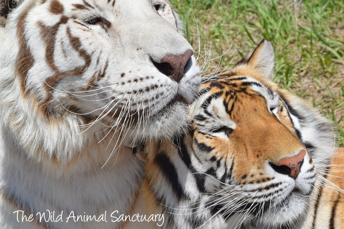 Picture Of The Day!
Location: The Wild Animal Sanctuary, Keenesburg, CO.

Happy Monday from Caesar and Mirage!

#TheWildAnimalSanctuary #wildanimalsanctuary #Colorado #sanctuary #RescuedTigers #happymonday #keenesburgcolorado
