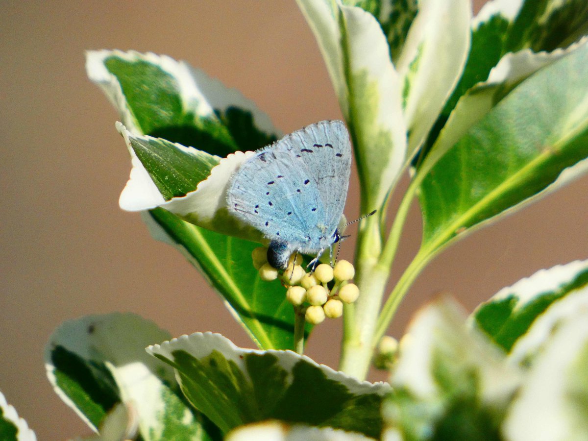 A Holly Blue in my garden in the late afternoon sunshine today, laying eggs on eunoymus, ignoring a holly bush nearby. @dave_b_james @BedsNthantsBC