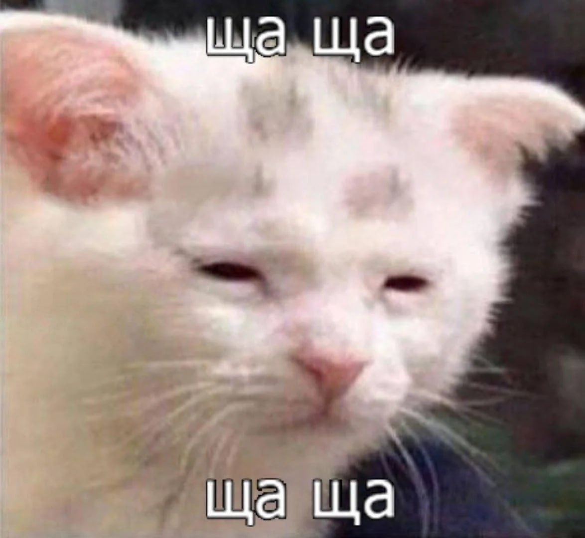 Когда слушаешь Ratatat - Nostrand и ждёшь того самого момента