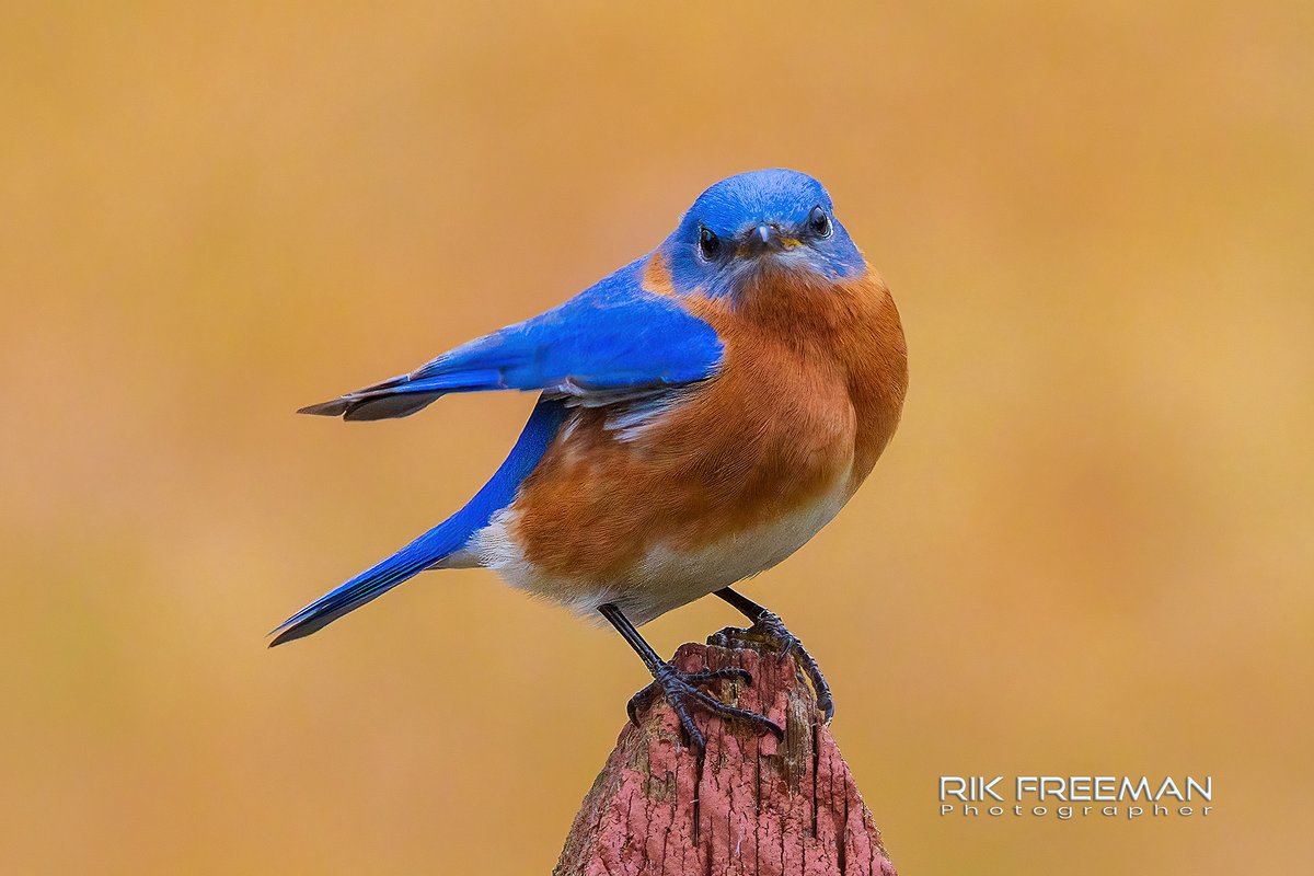 'It's over there'......
An #EasternBluebird telling me off...🤣🤣🤣🤣
Captured in #Columbia #Maryland #USA 
@CanonUKandIE @neewerofficial @DPhotographer @TravelMD @CornellBirds #nature #birds #LiveForTheStory #ShotOnCanon