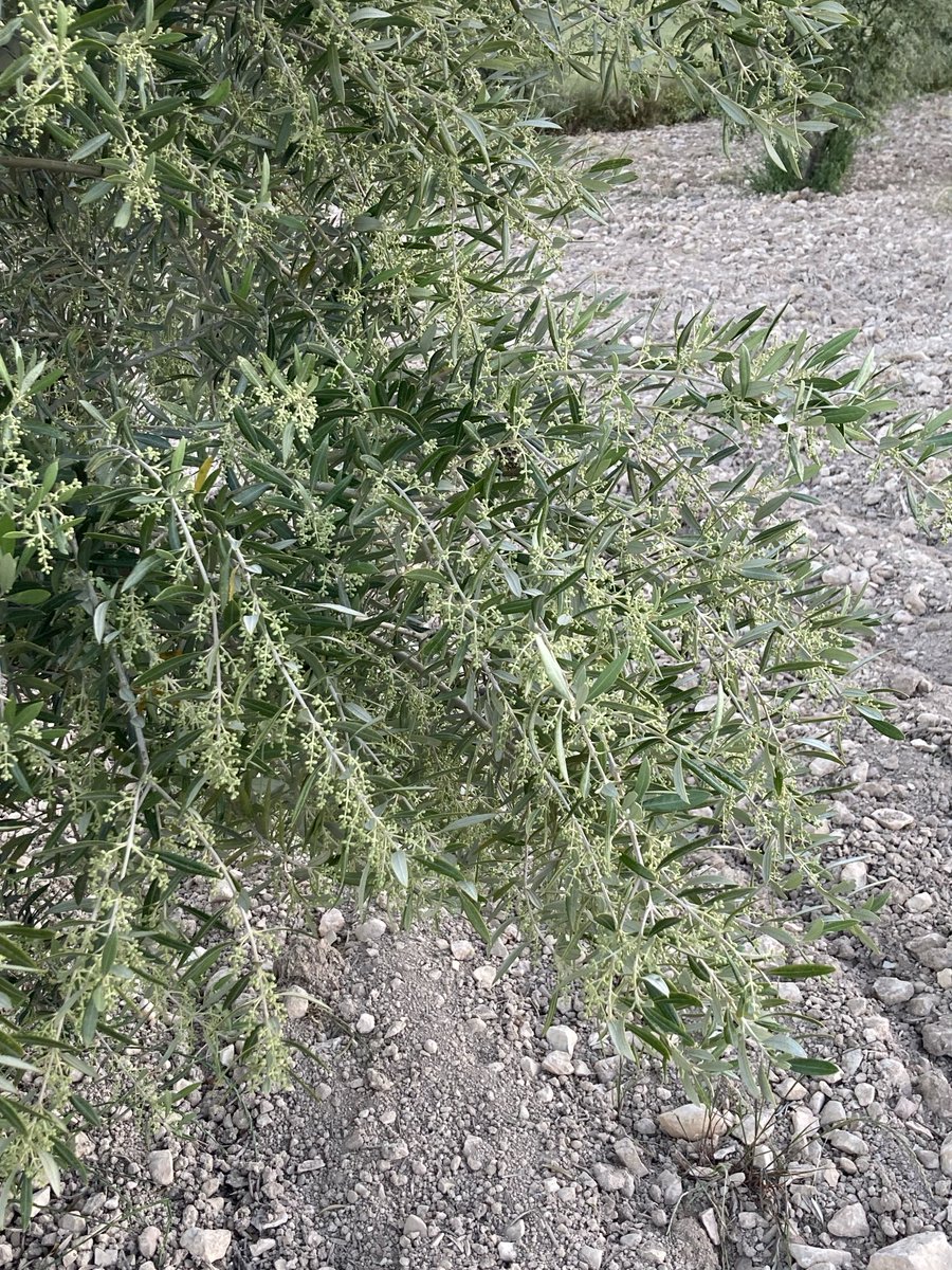 Así lucen los olivos en sierra magina esperemos que este año la suerte esté de nuestro lado y tengamos una buena cosecha ⁦<a href="/CuadernoAgrario/">Cuaderno Agrario</a>⁩ ⁦<a href="/mejoradeolivo/">mejoradeolivo</a>⁩