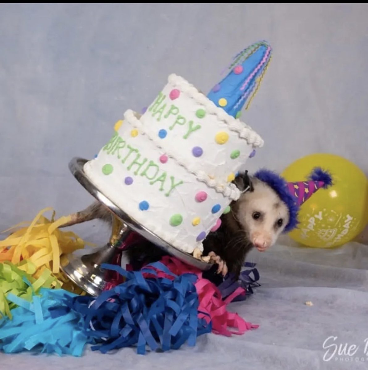 🕊alan sleep🇫🇮 tweet media