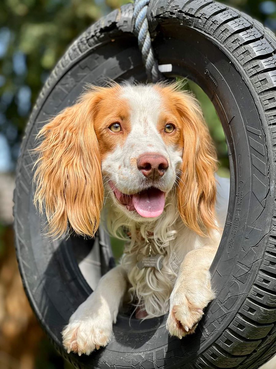 WE ALLOW DOGS AT BROCKSTOCK Don't forget we are dog friendly too! Please keep your pups on a lead and clear up after them. There will be plenty of water bowls around the site! 🐾🐶💦