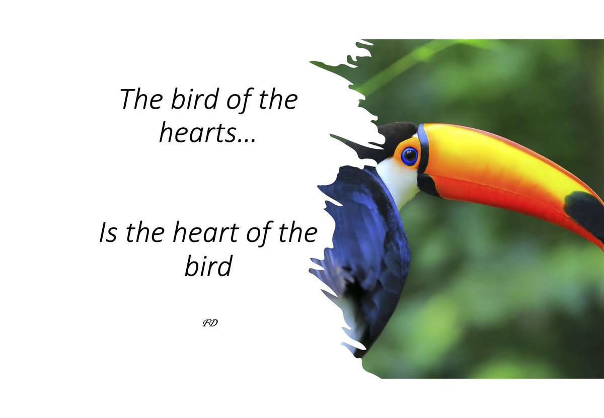 fardeendodo's tweet photo. How birdy is your heart? #poetry, #poet, #poetrycommunity, #poems | #DeepThinks https://t.co/Rr1CEnpOUI