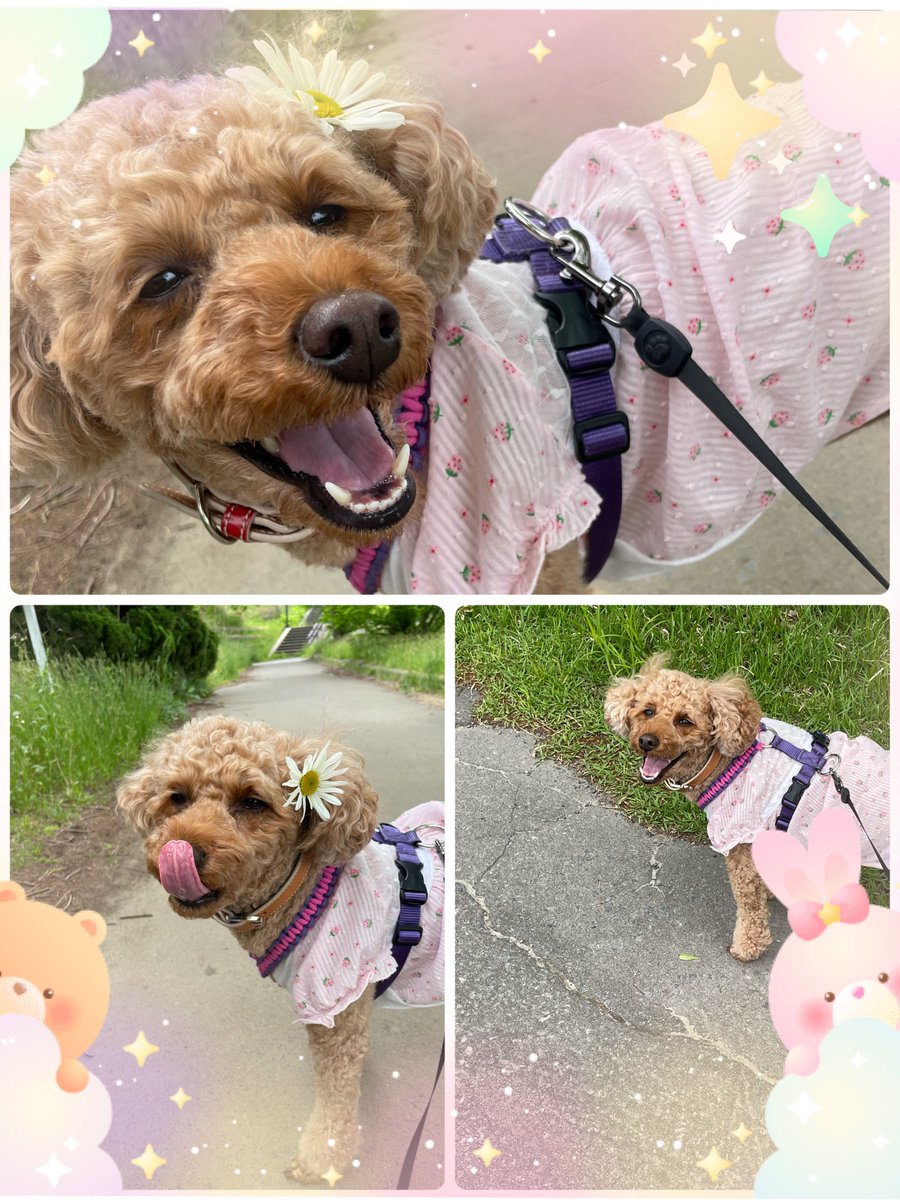 おはようございます☺️
小雨の朝です☂️

お写真、昨日のウナ🥰
楽しいお散歩でした❣️

皆様、素敵な1日を〜🥰
行って参ります👋