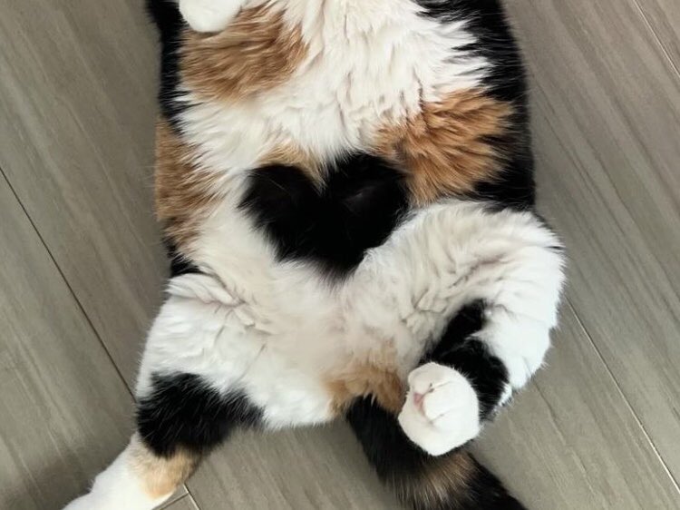 WeAssessCats's tweet photo. 🖤 https://t.co/7LYJcGWQ1h