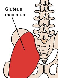 إذا وجدت صعوبه في إرجاع المد الكامل للمريض knee extension  أبدا اشتغل على  تقويه عضله  gluteus maximum …