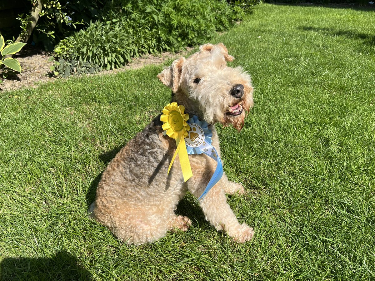 MedleyPup's tweet photo. I won a third prize for best groom. And a commended for obedience 🤣🤣 at the fun dog show on our village green this weekend. Are they mad? https://t.co/9nzLl3iqVg