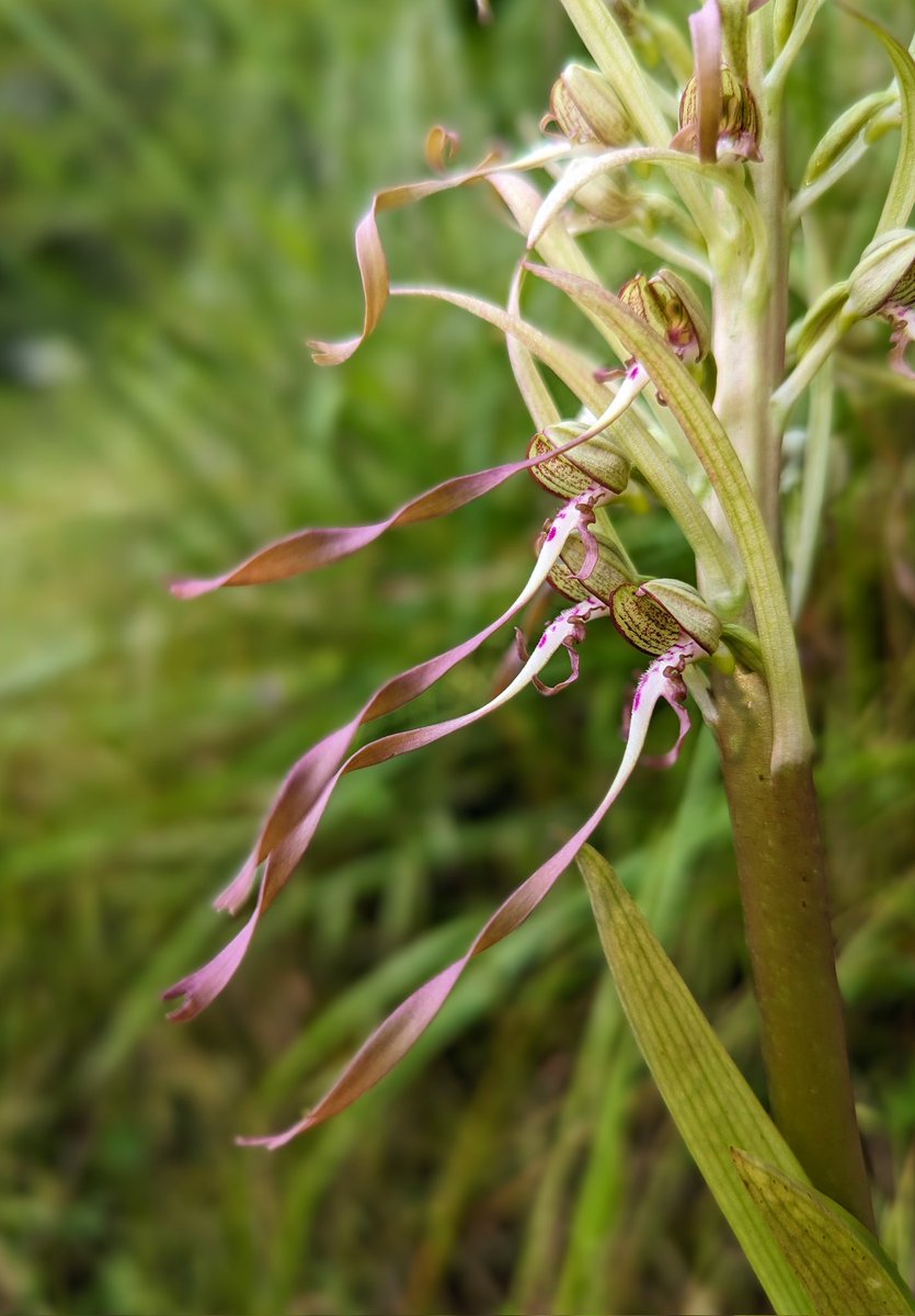 A lizard orchid I found today in the hills of central France. Look closely and you can see the lizards' faces, legs and tails.