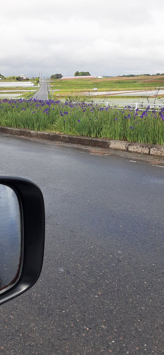 fish09819268's tweet photo. 昨日山に行く途中撮った三穂田町のあやめロード
撮り方超下手だけど両サイドあやめが咲き誇ってずっーと奥の道路のまた向こうまで続いてる
綺麗だった https://t.co/OliB8NRzd0