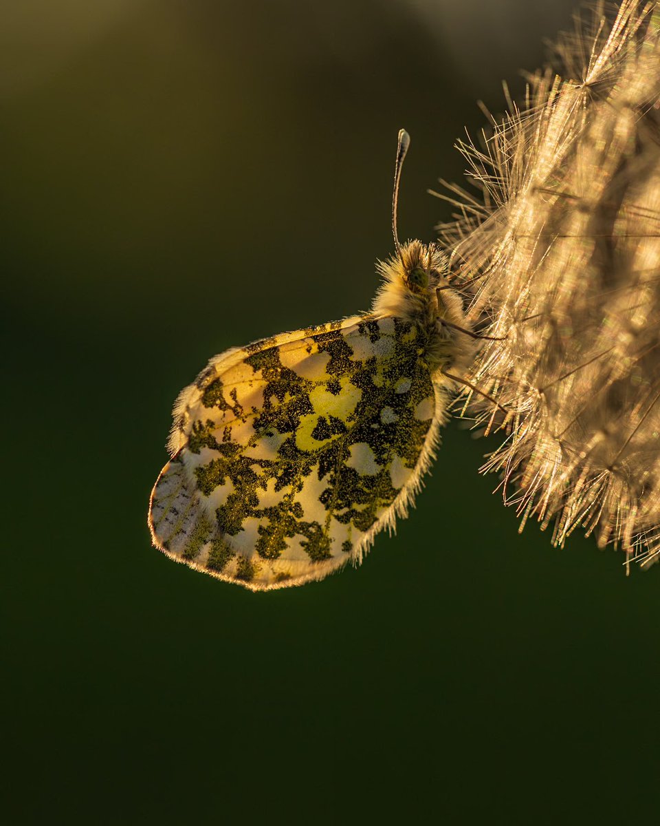 Found this male Orange-tip butterfly settled for the evening on a dandelion seed head. Shooting into the sun with my trusty macro illuminated the butterfly beautifully!

#Sharemondays2024 #apicoftheweek #fsprintmonday #butterfly #macrophotography