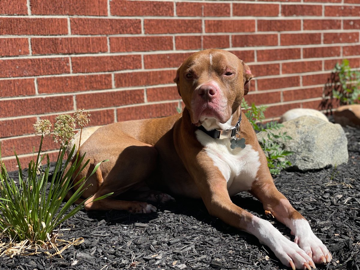 Happy #NationalRescueDogDay! Here are just a few of the rescue pups who keep Charity Navigator team members company while working from home. Check out the link below to directly support top #AnimalRescue charities around the country. #AdoptDontShop charitynavigator.org/discover-chari…