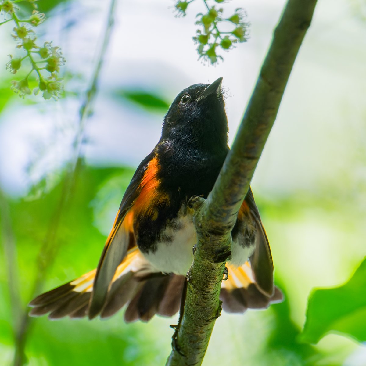 hubbnyc's tweet photo. American Redstart (male) in the Central Park Ramble this morning
#americanredstart #birdcpp #springmigration2024 #birdphotography #nikonphotography https://t.co/U1Op0rpZV4