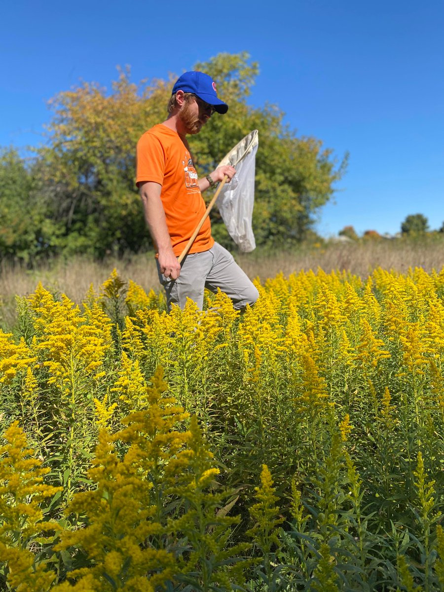 Excited to announce that I am starting an assistant professor position @IllinoisStateU this fall!! My lab will study insect #Ecology , conservation, and biodiversity, with a focus on hover flies (#Syrphidae #Diptera) and other beneficial insects. #NewFaculty @ISUBio @ISUResearch