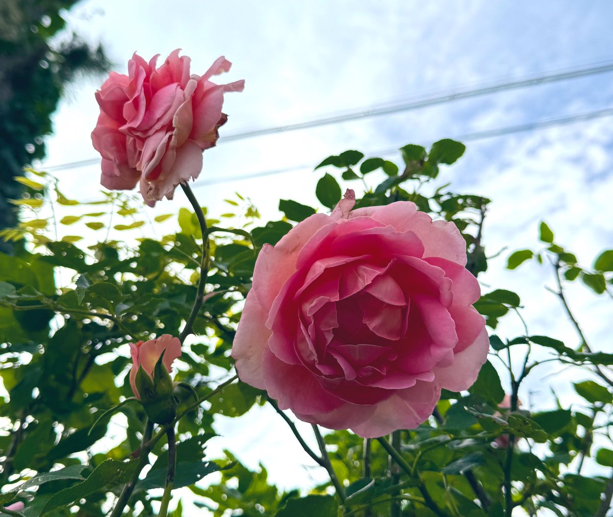 おはよう☁　　☁　　☁　　☁　　☁　　☁　　☁

 #薔薇🌹

 #キリトリセカイ