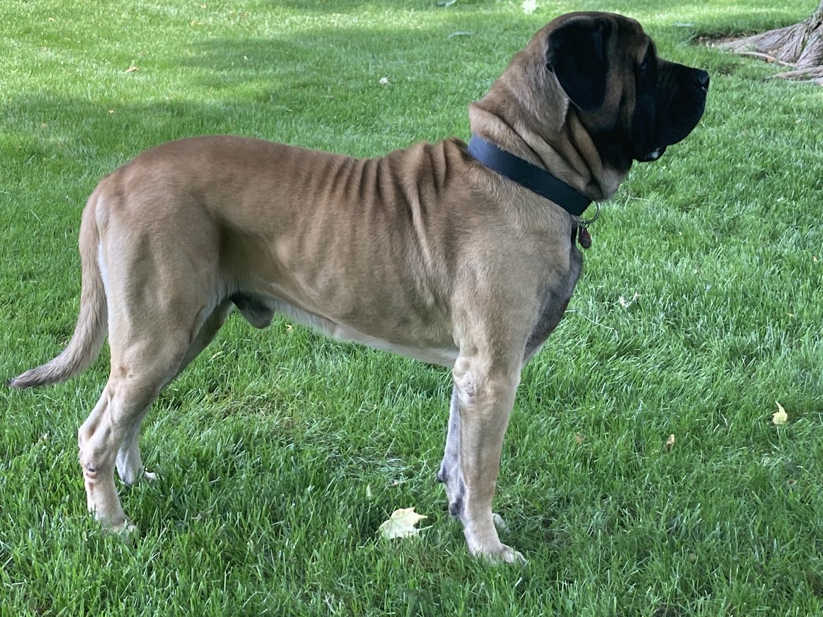 Hank update: my first day leaving him by himself-he did fine. Dog Walker came at noon and he was just lying in the kitchen and happy to have some love. 
She just let him out.
He didn’t have an accident. He didn’t get into the cat food (or litter) and he was happy to see me.