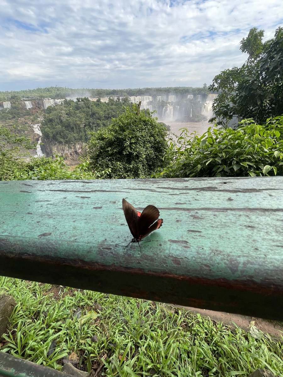 claximo's tweet photo. ✨💕❤️‍🩹🍃🦋 https://t.co/ESNHl3xk1w