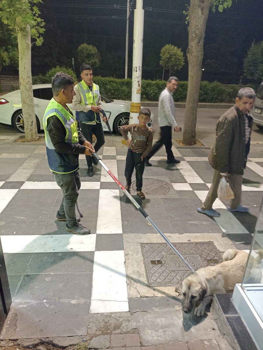 Şanlıurfa Büyükşehir Belediyesi, başıboş köpekleri toplamaya başladı.