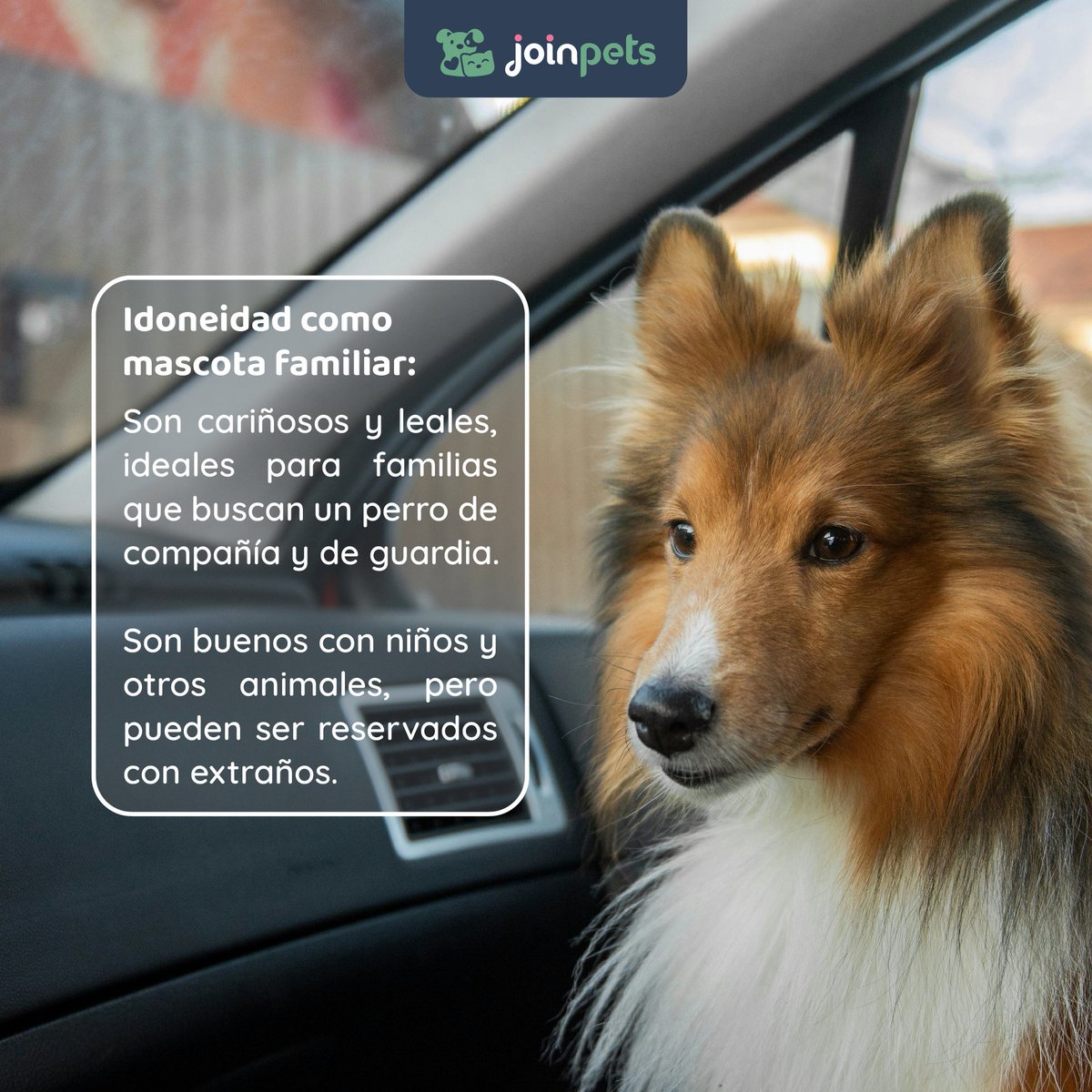 ✨ Datos sobre la raza de perros Pastor de Shetland 🐶

.
.
.
.
#shetlandsheepdog #pastordeshetland #perros #amantesdeperros #cachorro #mascotas #datosinteresantes #datoscuriosos #mascotasfelices #curiosidades #sabiasque  #petlovers #curiosidadesdeperros #fyp #parati #fypシ