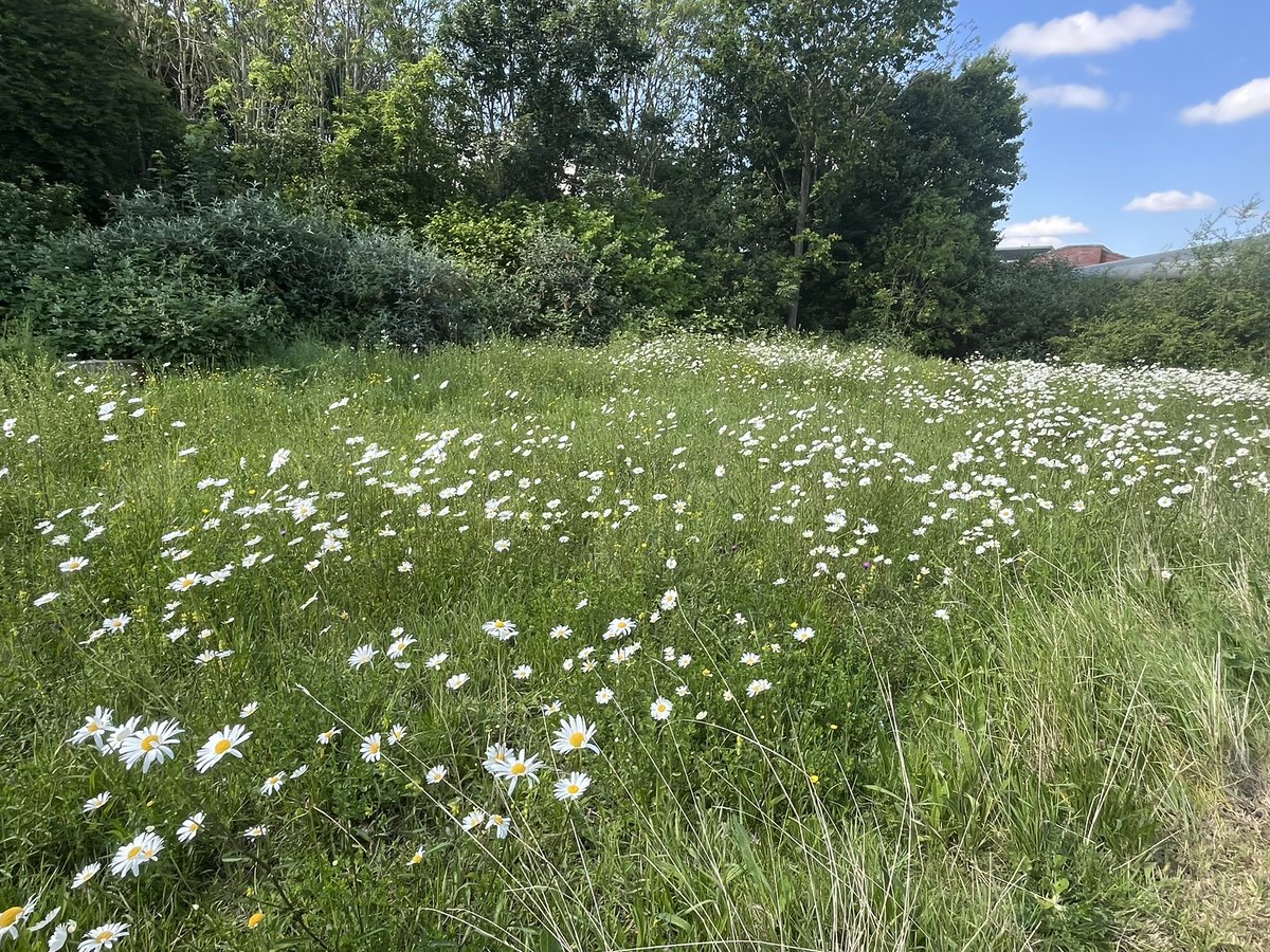 StBedesScience's tweet photo. @leysbiotutor not quite what you have but the site manager told me to go to the end of the carpark to look at this today. https://t.co/ZDmHqvl7xN