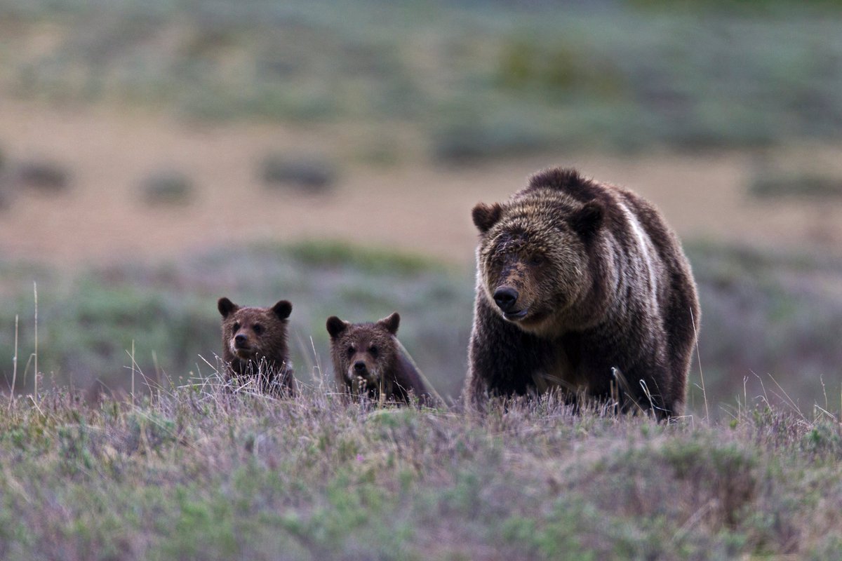 Action for Earth (@actionforearth) on Twitter photo Action for Grizzly Bears in the US who continue to be killed by hunters. act.biologicaldiversity.org/c1l2S3fN3EmIgn… <a href="/CenterForBioDiv/">Center for Biological Diversity</a> Action for Grizzly Bears in the US who continue to be killed by hunters. act.biologicaldiversity.org/c1l2S3fN3EmIgn… <a href="/CenterForBioDiv/">Center for Biological Diversity</a>